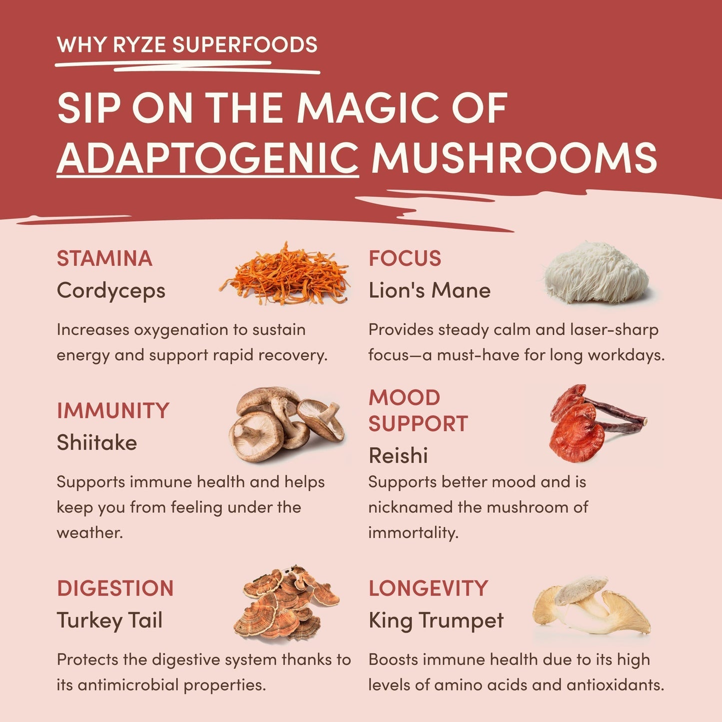 Mushroom Chai ZIH5