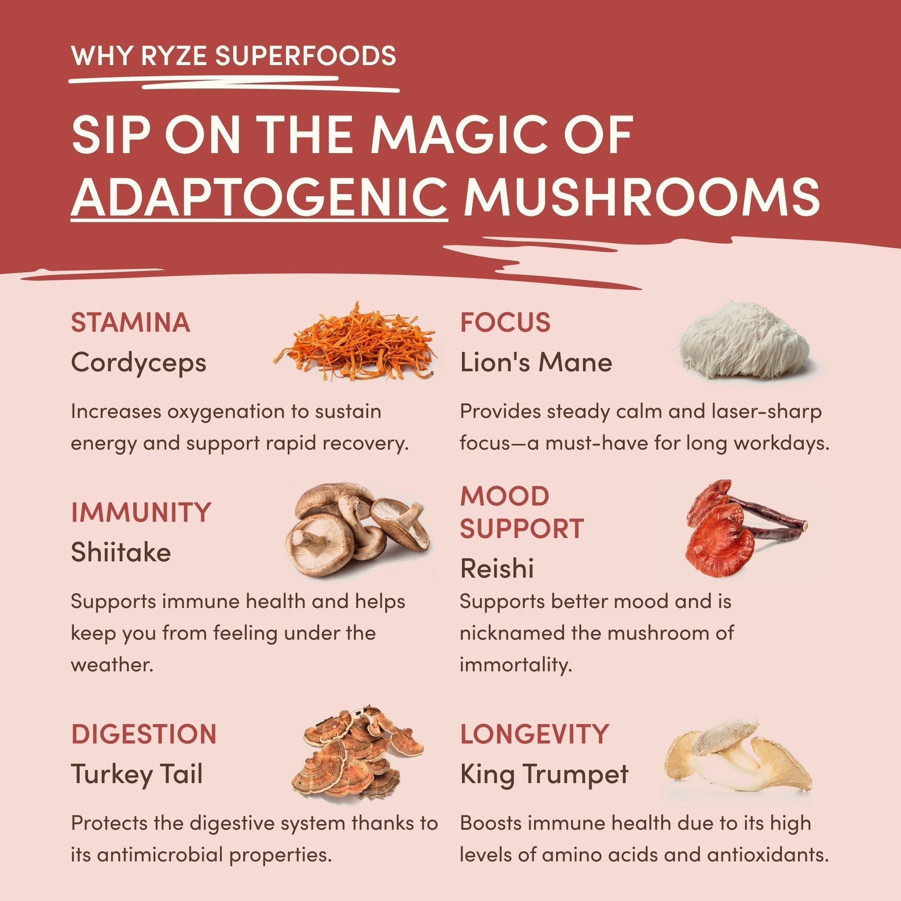Mushroom Chai ZIH5